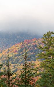 Preview wallpaper spruce, autumn, forest, fog