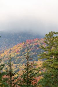 Preview wallpaper spruce, autumn, forest, fog