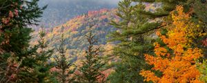 Preview wallpaper spruce, autumn, forest, fog