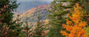 Preview wallpaper spruce, autumn, forest, fog