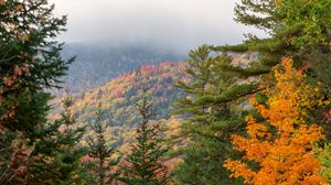 Preview wallpaper spruce, autumn, forest, fog