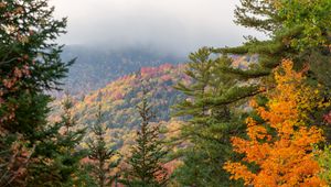 Preview wallpaper spruce, autumn, forest, fog