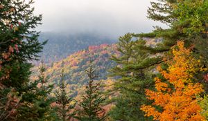 Preview wallpaper spruce, autumn, forest, fog