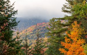 Preview wallpaper spruce, autumn, forest, fog