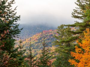 Preview wallpaper spruce, autumn, forest, fog