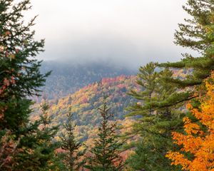 Preview wallpaper spruce, autumn, forest, fog