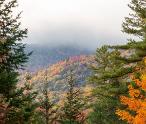 Preview wallpaper spruce, autumn, forest, fog