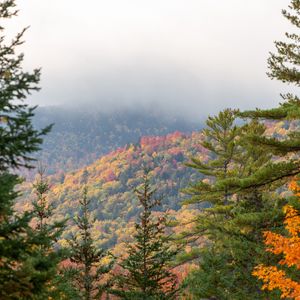 Preview wallpaper spruce, autumn, forest, fog