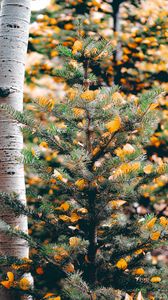 Preview wallpaper spruce, birch, trees, leaves
