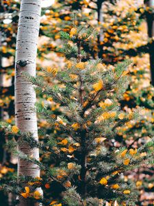 Preview wallpaper spruce, birch, trees, leaves