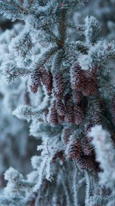 Preview wallpaper spruce, branch, cones, snow, winter