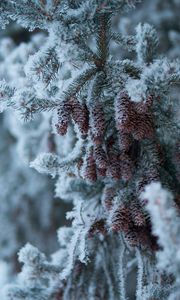 Preview wallpaper spruce, branch, cones, snow, winter