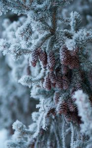 Preview wallpaper spruce, branch, cones, snow, winter