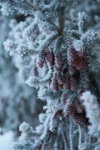 Preview wallpaper spruce, branch, cones, snow, winter