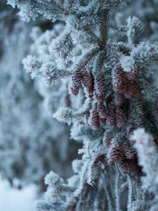 Preview wallpaper spruce, branch, cones, snow, winter