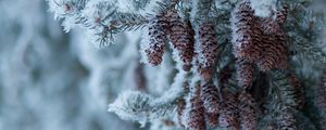 Preview wallpaper spruce, branch, cones, snow, winter