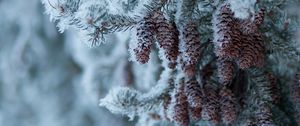 Preview wallpaper spruce, branch, cones, snow, winter