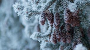 Preview wallpaper spruce, branch, cones, snow, winter