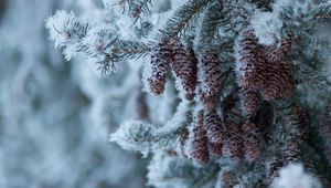 Preview wallpaper spruce, branch, cones, snow, winter