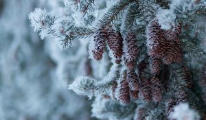 Preview wallpaper spruce, branch, cones, snow, winter