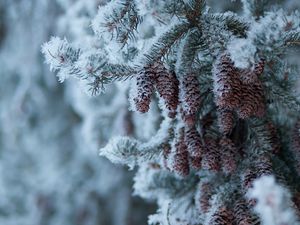 Preview wallpaper spruce, branch, cones, snow, winter