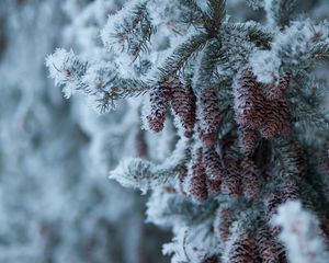 Preview wallpaper spruce, branch, cones, snow, winter