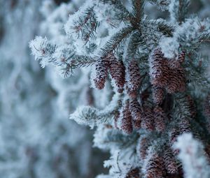 Preview wallpaper spruce, branch, cones, snow, winter