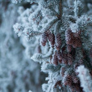 Preview wallpaper spruce, branch, cones, snow, winter