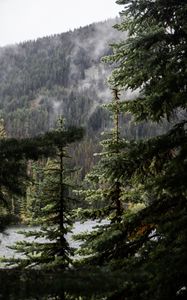 Preview wallpaper spruce, branch, drops, rain
