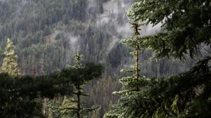 Preview wallpaper spruce, branch, drops, rain