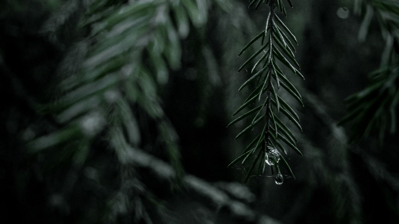 Wallpaper spruce, branch, drops, needles, tree