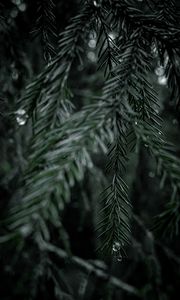 Preview wallpaper spruce, branch, drops, needles, tree