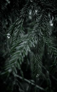 Preview wallpaper spruce, branch, drops, needles, tree