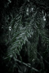 Preview wallpaper spruce, branch, drops, needles, tree