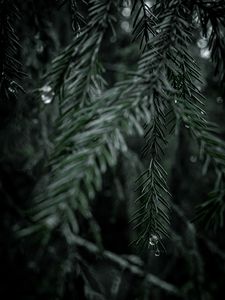 Preview wallpaper spruce, branch, drops, needles, tree