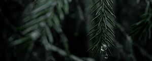 Preview wallpaper spruce, branch, drops, needles, tree