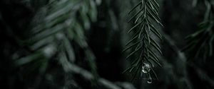 Preview wallpaper spruce, branch, drops, needles, tree