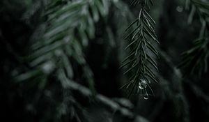 Preview wallpaper spruce, branch, drops, needles, tree