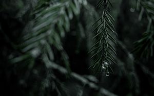 Preview wallpaper spruce, branch, drops, needles, tree