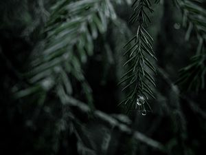 Preview wallpaper spruce, branch, drops, needles, tree