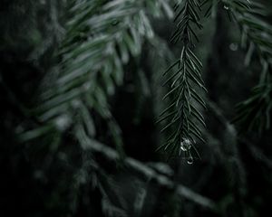 Preview wallpaper spruce, branch, drops, needles, tree
