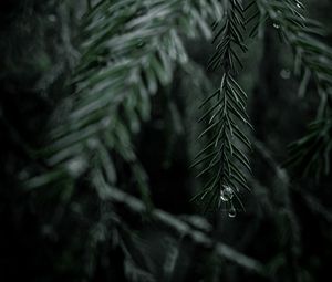 Preview wallpaper spruce, branch, drops, needles, tree