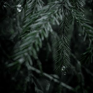 Preview wallpaper spruce, branch, drops, needles, tree