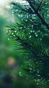 Preview wallpaper spruce, branch, drops, needles, macro, green