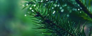 Preview wallpaper spruce, branch, drops, needles, macro, green