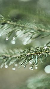 Preview wallpaper spruce, branch, drops, macro, needles, plant