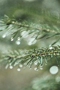 Preview wallpaper spruce, branch, drops, macro, needles, plant