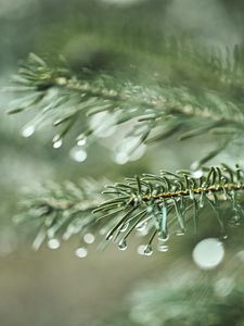 Preview wallpaper spruce, branch, drops, macro, needles, plant