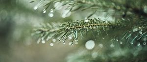 Preview wallpaper spruce, branch, drops, macro, needles, plant