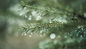 Preview wallpaper spruce, branch, drops, macro, needles, plant